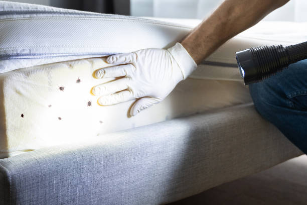 Best Mosquito Control Services  in Clinton, MD