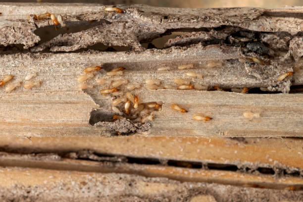 Best Pest Control Near Me in Clinton, MD