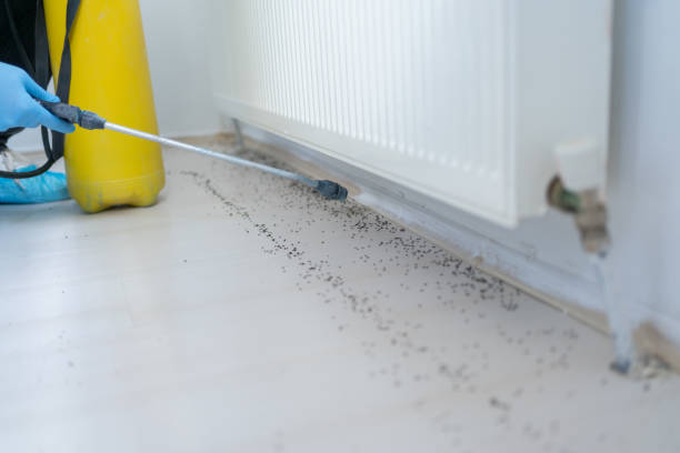 Wasp Removal Services in Clinton, MD